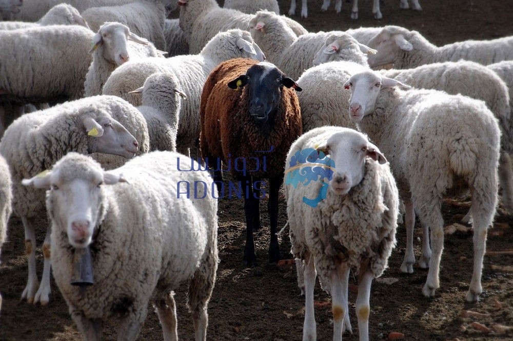 sheep credit jesus solana cc2 wikipedia بلاگ